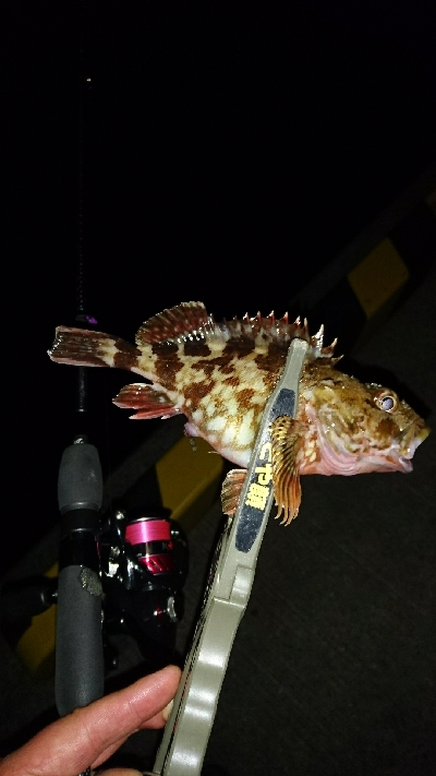 アジを求めて・・・