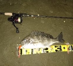 太田川放水路チニング