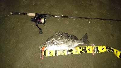 太田川放水路チニング