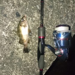 木材港南でちびメバル数釣り