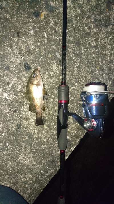 木材港南でちびメバル数釣り