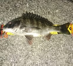 ショートバイトに弄ばれ