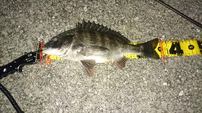 ショートバイトに弄ばれ