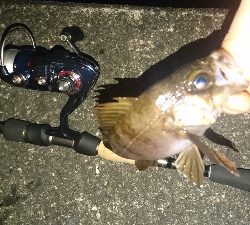 木材港南メバリング