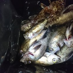 強風メバリング