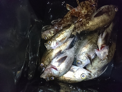 強風メバリング