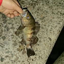 釣り部 釣行記 29