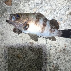 向かい風を選択