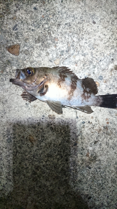 向かい風を選択