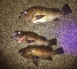 サイズ伸びない