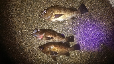 サイズ伸びない