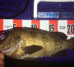 プッハー満足満足