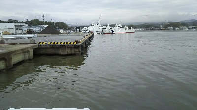 ヒラスズキ良好♪