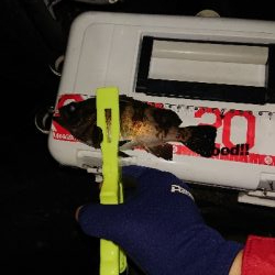 うれしいゲスト