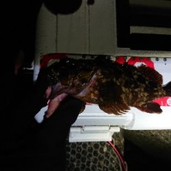 数釣りが楽しめました