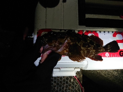 数釣りが楽しめました