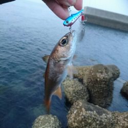 多魚種釣り