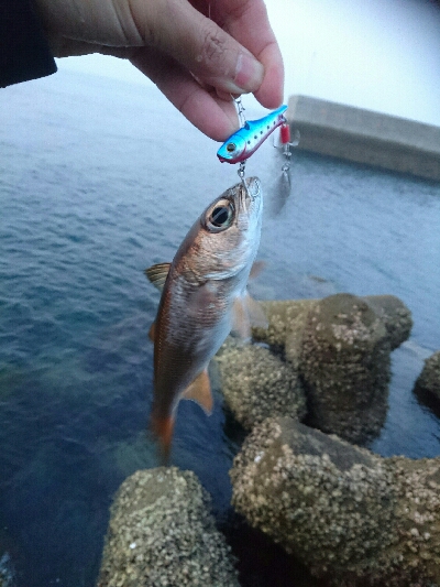 多魚種釣り