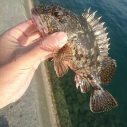 平成最後の釣り？