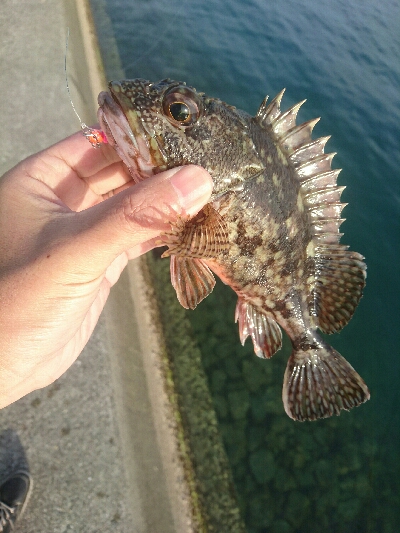 平成最後の釣り？