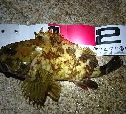 久しぶりのメバル♪