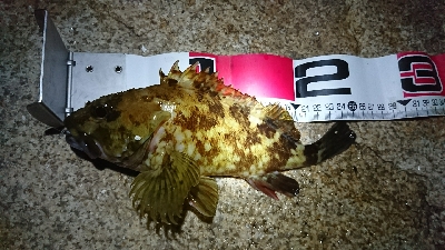 久しぶりのメバル♪