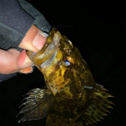 マッチョなメバル