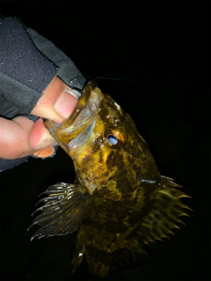 マッチョなメバル