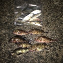 アジ、ロックいい感に！