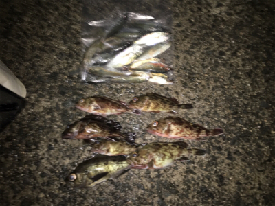 アジ、ロックいい感に！