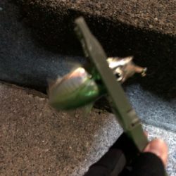 アジングいいですね