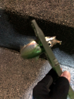 アジングいいですね