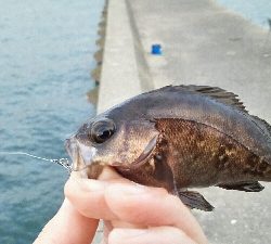 2019年4月4日釣行in箱崎ふ頭