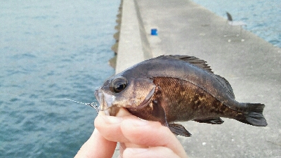 2019年4月4日釣行in箱崎ふ頭