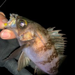 無風メバリング