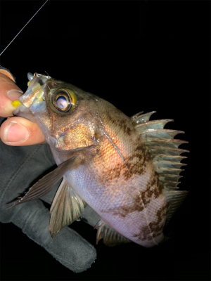 無風メバリング