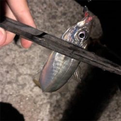 釣れてる聞いたからアジング