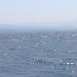 見渡す限り鳥山発生!