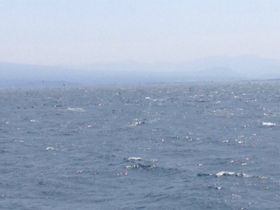 見渡す限り鳥山発生!