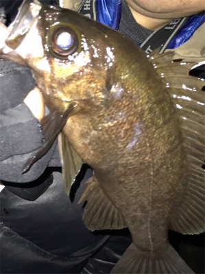 メバリング ⁉️…