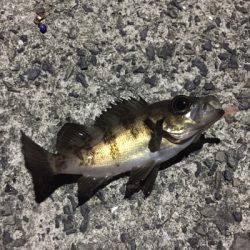 アジングのつもりが