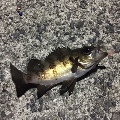 アジングのつもりが