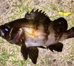 メバリング1825〜1935