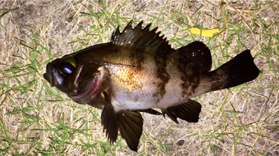 メバリング1825〜1935