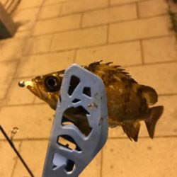 初めての生口島ライトゲーム