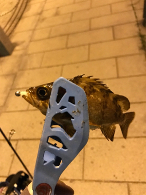 初めての生口島ライトゲーム