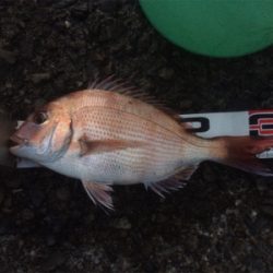 南紀遠征、3度目の正直!