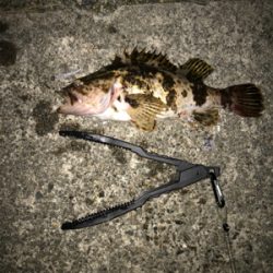 アジを求めて⑦