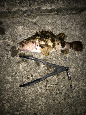 アジを求めて⑦