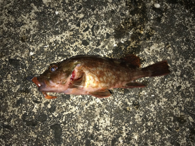 潮が動かなきゃどないもなりません